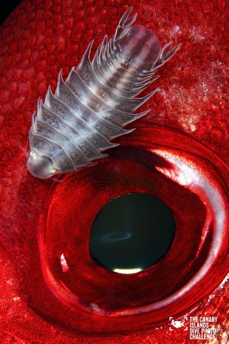 Éstas son las imágenes vencedoras del certamen ‘The Canary Islands Dive Photo Challenge’ Eduardo Acevedo Fernandez5