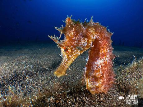 Éstas son las imágenes vencedoras del certamen ‘The Canary Islands Dive Photo Challenge’ Jose Manuel Miro Gumbau1