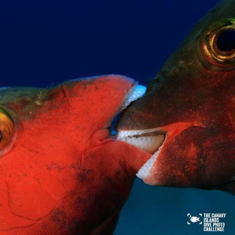 Éstas son las imágenes vencedoras del certamen ‘The Canary Islands Dive Photo Challenge’ Eduardo Acevedo Ok1