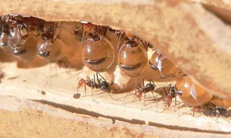 Terrario con hormigas: ¿Qué debo hacer?