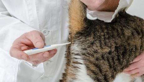 gato con fiebre