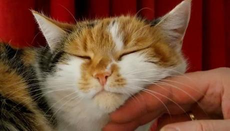 los gatos y las enfermedades más comunes 