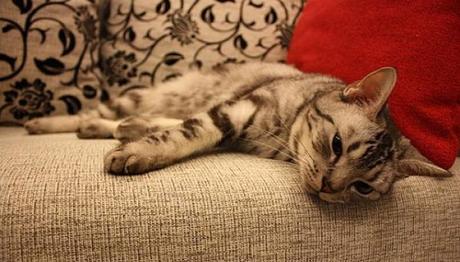 los gatos y las enfermedades más comunes 