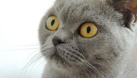 Las enfermedades mas comunes en gatos