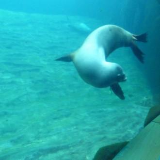 Oceanografic de Valencia