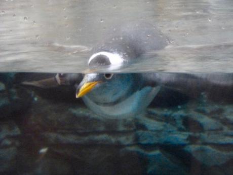 Oceanografic de Valencia