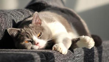 gatos con parvovirus 