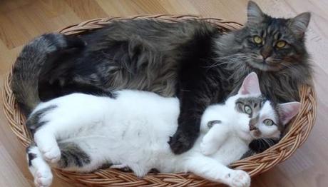 la parvovirus en gatos 