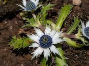 efectos positivos ‘hierba sapo’