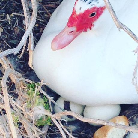 vacaciones, modo verano, alicante, playa, piscina, fiesta de pijama, patines, patinete, tapeo, blogger alicante, solo yo, blog solo yo, foto del día, columpios, #fotoDelDía, 