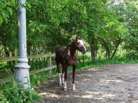 La antigua finca real de Kolomenskoye - Moscú