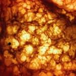 El árbol de la vida, nadie se equivoca