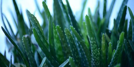 Usos del aloe vera