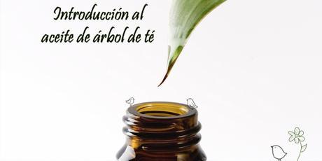 propiedades conservación contraindicaciones aceite árbol de té propiedades conservación contraindicaciones aceite árbol de té