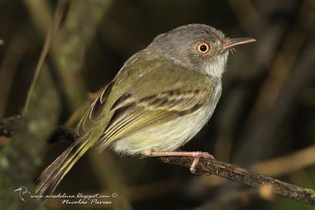Mosqueta ojo dorado (Pearly-vented Tody-Tyrant) Hemitriccus margaritaceiventer