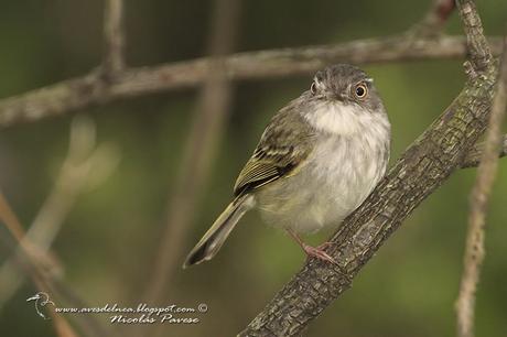 Mosqueta ojo dorado (Pearly-vented Tody-Tyrant) Hemitriccus margaritaceiventer