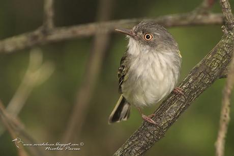 Mosqueta ojo dorado (Pearly-vented Tody-Tyrant) Hemitriccus margaritaceiventer