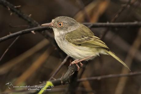 Mosqueta ojo dorado (Pearly-vented Tody-Tyrant) Hemitriccus margaritaceiventer