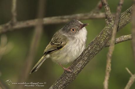 Mosqueta ojo dorado (Pearly-vented Tody-Tyrant) Hemitriccus margaritaceiventer