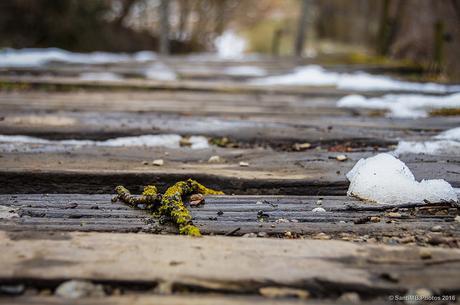 La ramita vestida con liquen