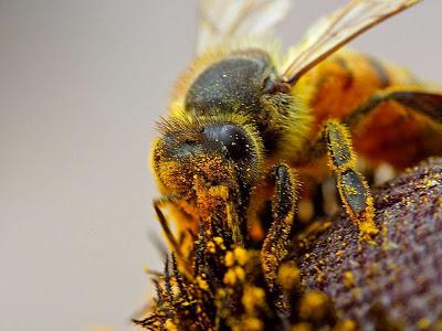 IMAGENES DE ABEJAS BAÑADAS EN POLEN - IMAGES OF BEES BATHE IN POLLEN.
