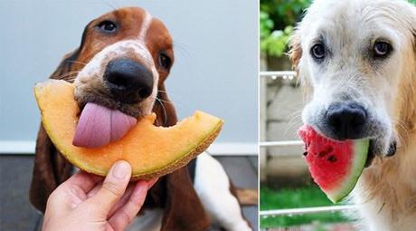 mi perro come menos en verano