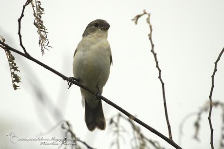 Corbatita blanco (White-bellied Seedeater) Sporophila leucoptera