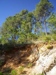 Raíces y repoblación en la Sierra Norte 160728 raices 2
