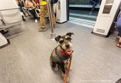 ¡Ya podemos viajar en Metro con nuestros perros!