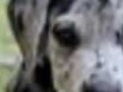 perro aprendió hablar ¡¡¡INCREIBLE!!! ¡¡¡AUNQUE CREA!!!