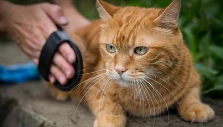 Las bolas de pelos en los gatos