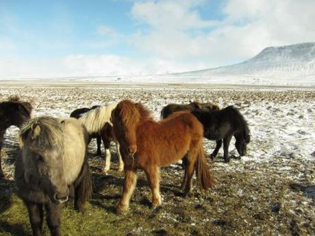 islandia-itinerario-1-semana-en-coche-17