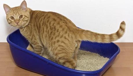 gatos con estreñimiento 