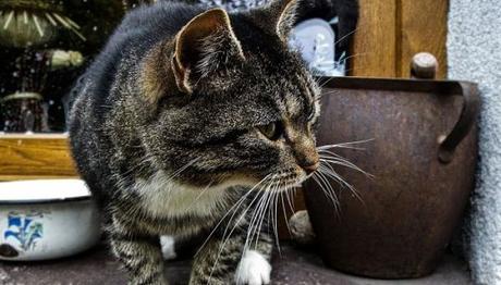 El estreñimiento en los gatos 