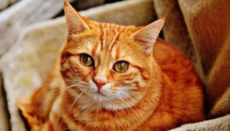 estreñimiento en gatos