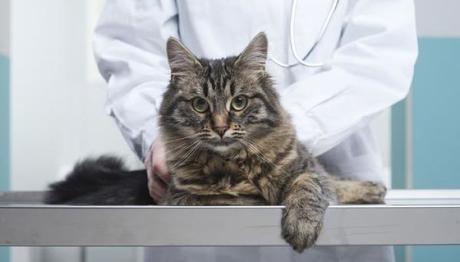 los gatos y el estreñimiento 