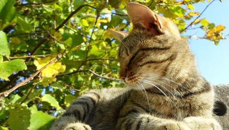 el estreñimiento en gatos