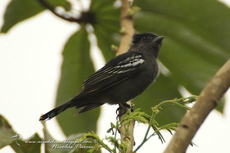 Anambé común (White-winged Becard) Pachyramphus polychopterus