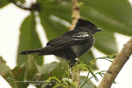 Anambé común (White-winged Becard) Pachyramphus polychopterus