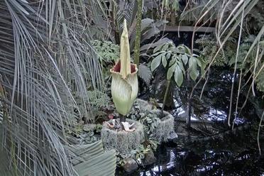 New York's Favorite Corpse Flower Is Finally Blooming