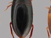 Nueva especie Dytiscidae Australia