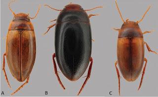 Nueva especie de Dytiscidae en Australia