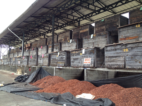 PROCESOS DEL CACAO - SEGUIMOS APRENDIENDO SOBRE CHOCOLATE