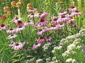 Entre pétalos color violeta