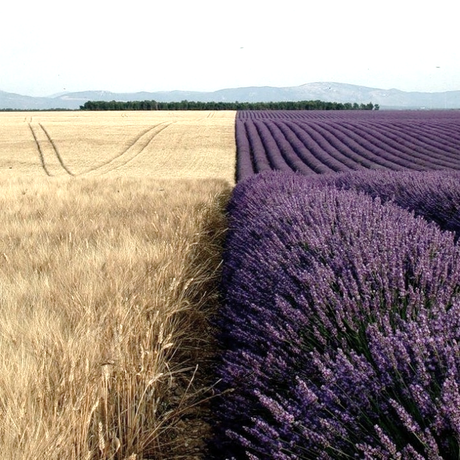 6 tutoriales para decorar con lavanda y espigas