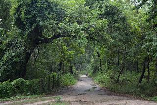 Safari_Fotografia_CHITWAN