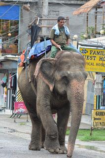 Safari_Fotografia_CHITWAN