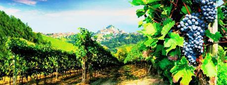 Nebbiolo