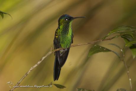 Picaflor corona violácea (Violet-capped Woodnymph) Thalurania glaucopis