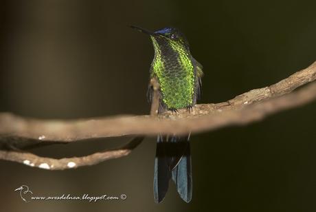 Picaflor corona violácea (Violet-capped Woodnymph) Thalurania glaucopis